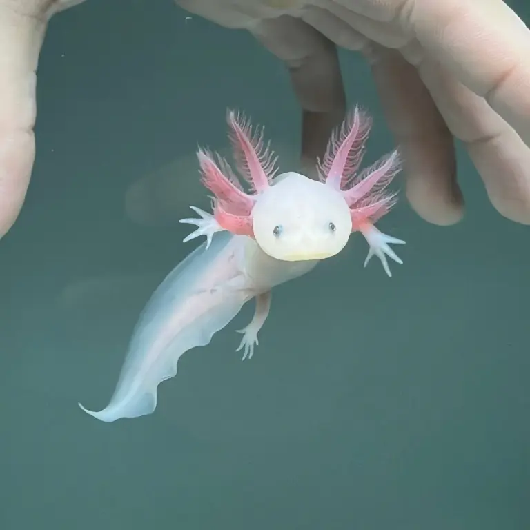 Axolotl: Bridgend Girl Finds Rare  in River Ogmore