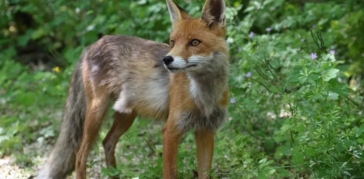 Chernobyl: The Transformation of a Contaminated Landscape