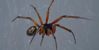 False Widow Spider UK: Rising Concerns in Urban Areas