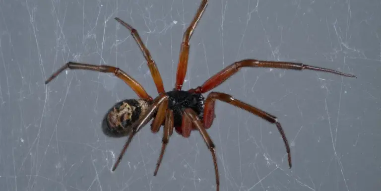False Widow Spider UK: Rising Concerns in Urban Areas