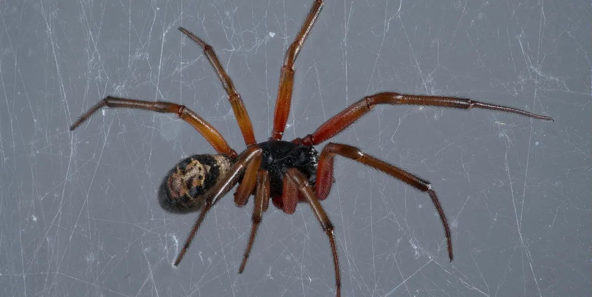False Widow Spider UK: Rising Concerns in Urban Areas
