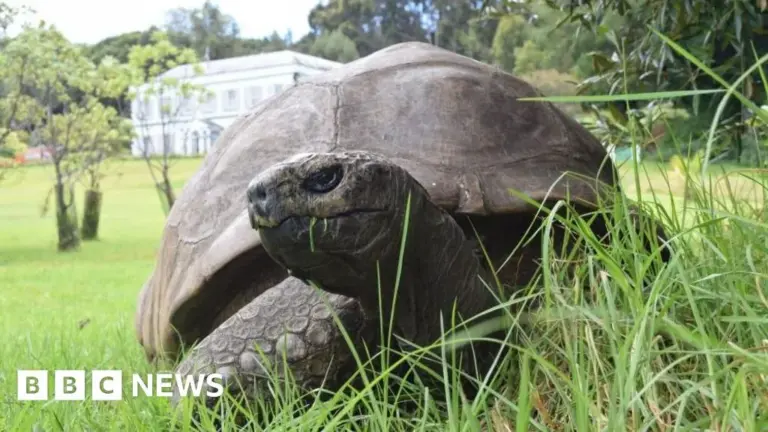 Jonathan tortoise death: St Helena’s  Hoax: A Community’s Relief