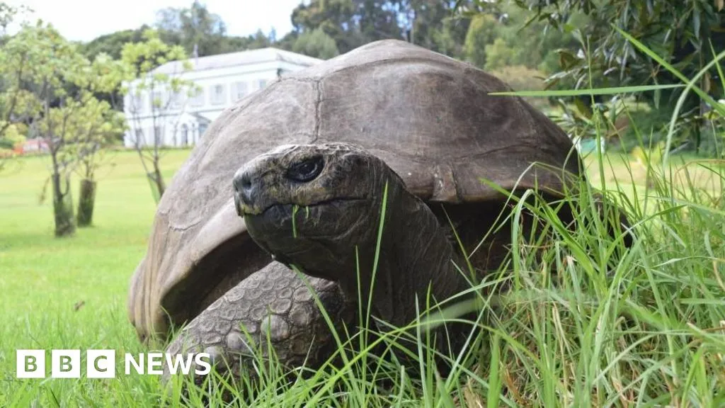Jonathan tortoise death: St Helena’s  Hoax: A Community’s Relief