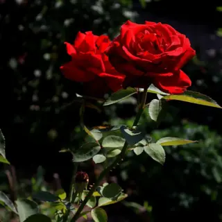 Rose: Justin ‘s Pursuit of a Masters Victory at Augusta National
