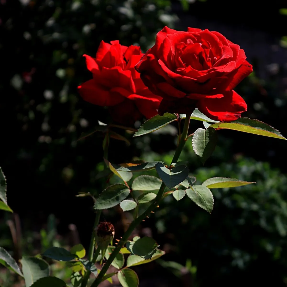 Rose: Justin ‘s Pursuit of a Masters Victory at Augusta National