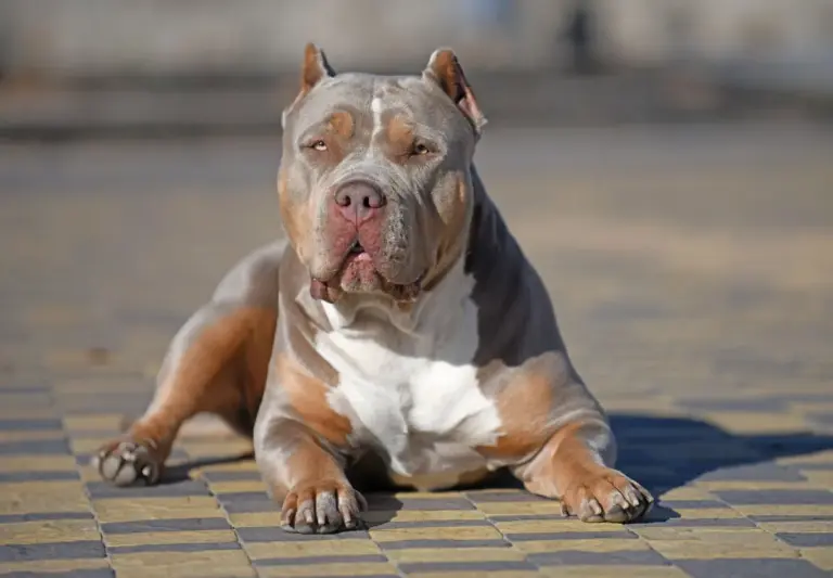 XL Bully Dog Attacks in Jaywick, Essex