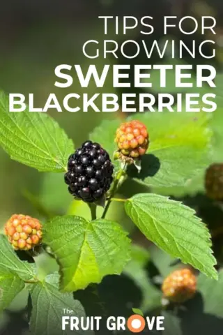 Aldi sweeter blackberries