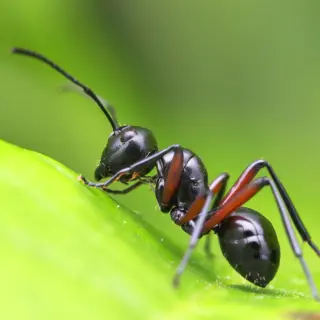 Ants: An 8-Year-Old’s Discovery of