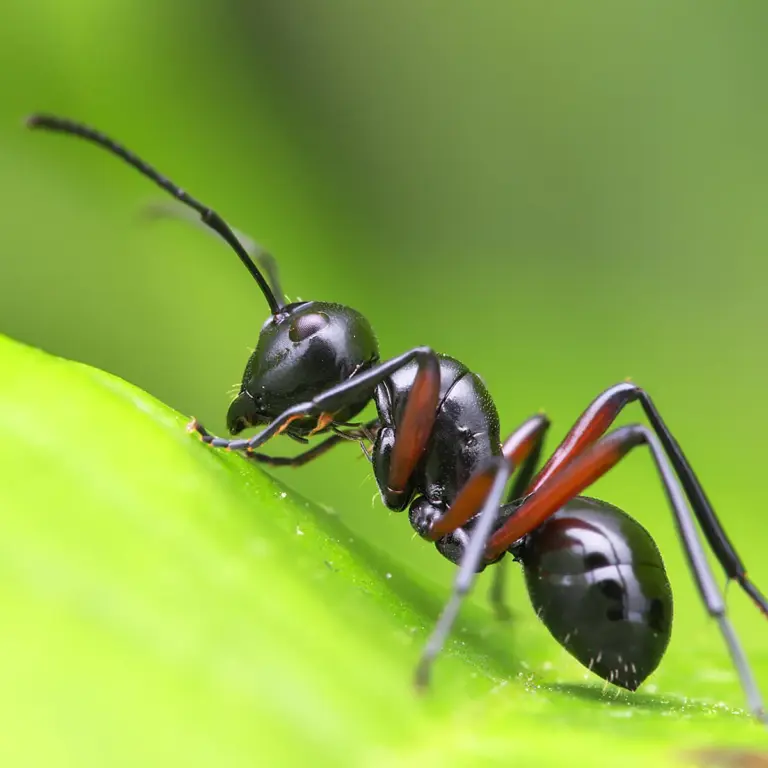 Ants: An 8-Year-Old’s Discovery of