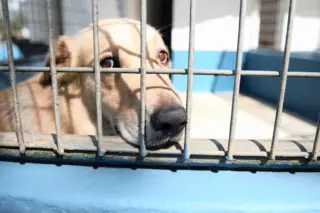 Cruelty to animals: Man arrested in Spain for killing cat
