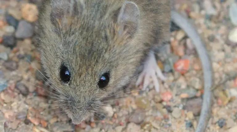 Hantavirus Outbreak on MV Hondius Leads to Three Fatalities