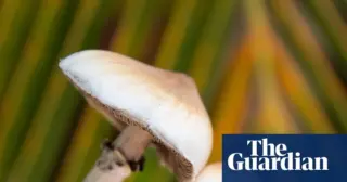 Mushroom Study Shows Lasting Brain Changes from Psilocybin
